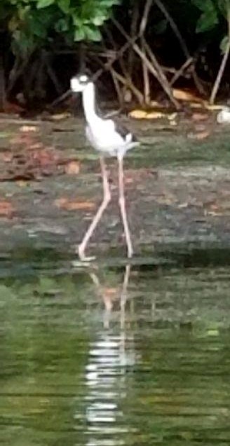 Black-Necked Stilt