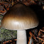 Amanita