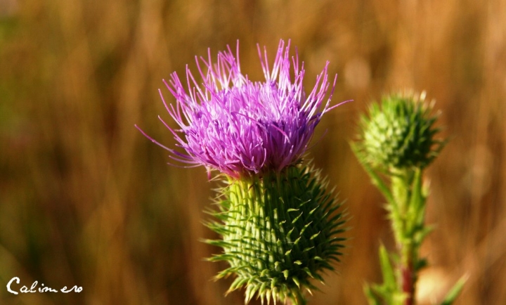 Estate di Calimero