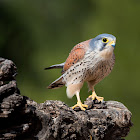 European Kestrel