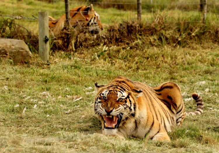 Gqeberha police are investigating the death of an employee at the Seaview Predator Park after he was allegedly mauled to death by a tiger