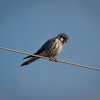 American kestrel