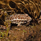 Pickerel frog