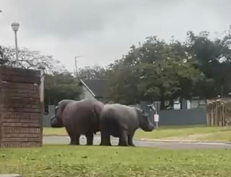 Two hippos calmly walk along the streets of Arboretum in Richards Bay.