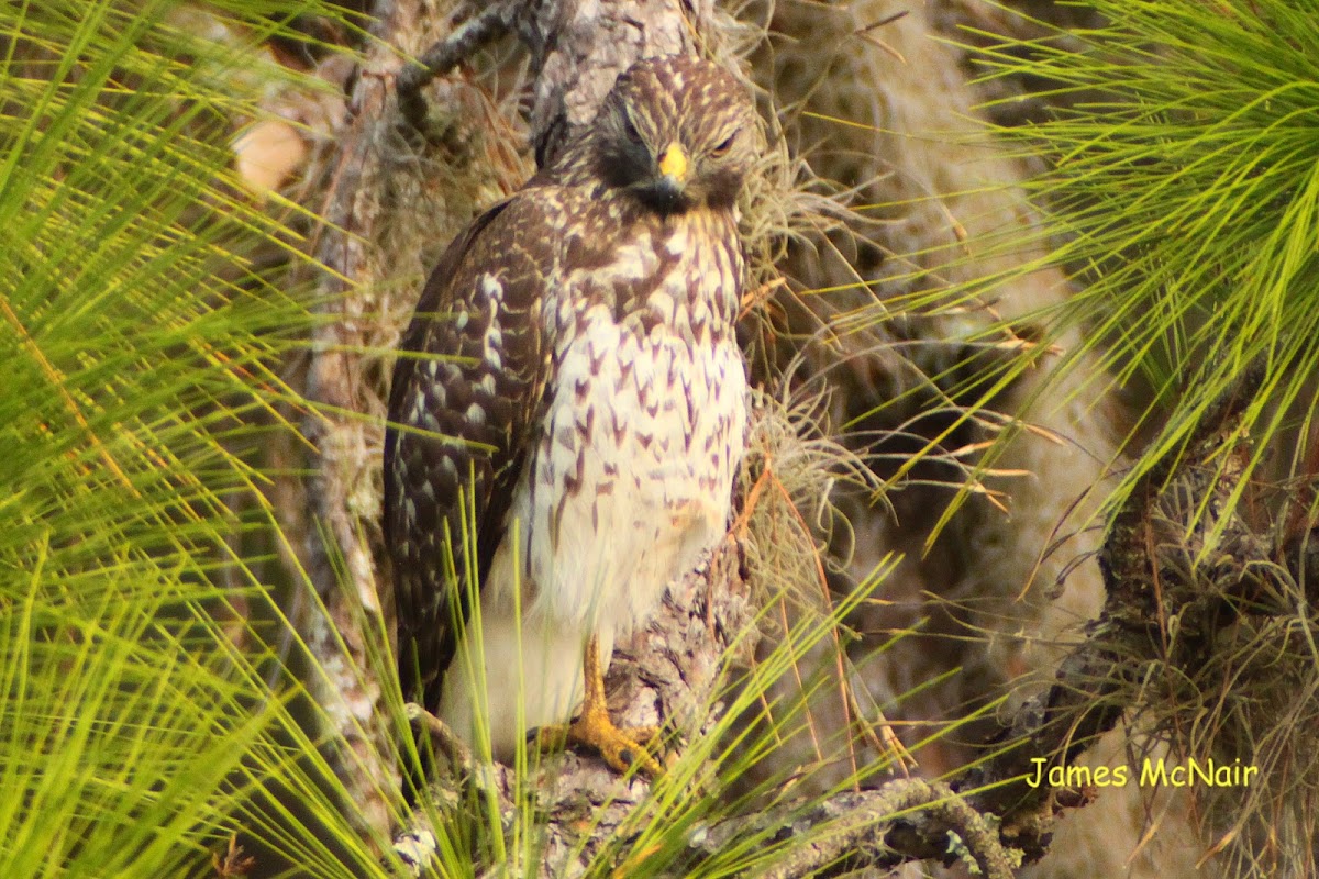 Red-shouldered Hawk