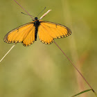 Yellow coaster