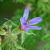 Common Stork's-bill