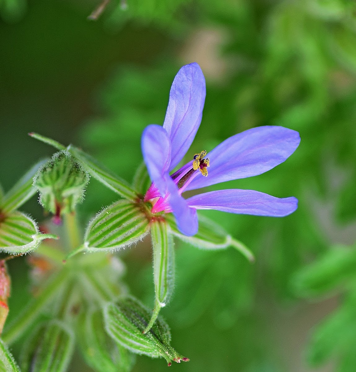 Common Stork's-bill