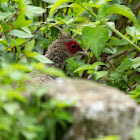 Female Kalij pheasant