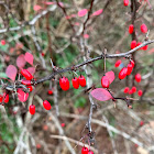 Japanese barberry