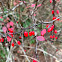 Japanese barberry