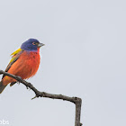 Painted Bunting