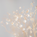 White Daisy Theme: A Fresh and Elegant Touch of Nature