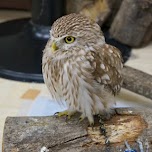 really cute baby owl at Owl Cafe in Harajuku in Harajuku, Japan 