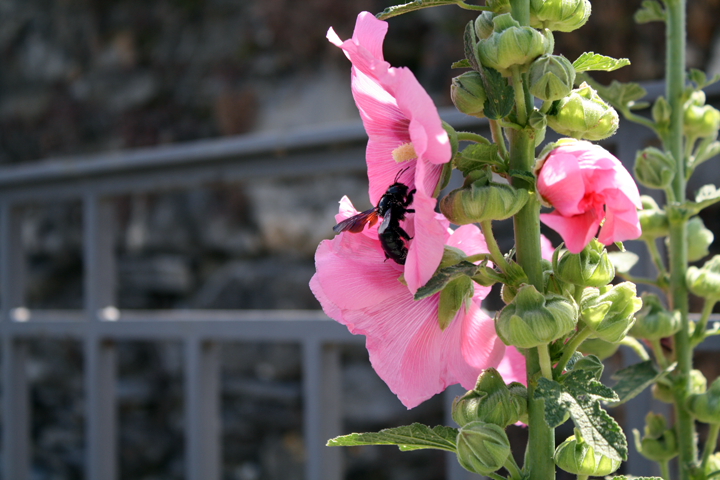 Flora e fauna.... di la monella