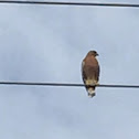 Red-shouldered hawk