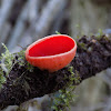 The scarlet elf cup