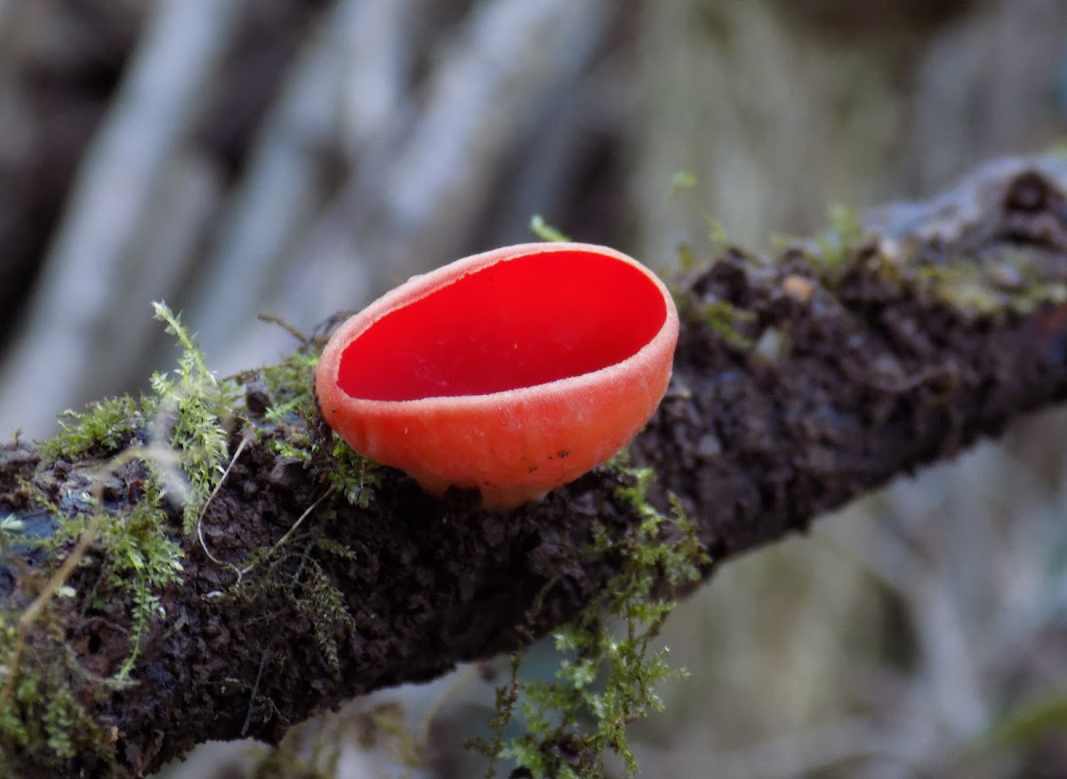 The scarlet elf cup