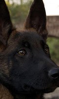 Belgian Malinois Wallpapers Screenshot