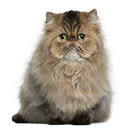 Persian Cats HD Wallpapers New Tab