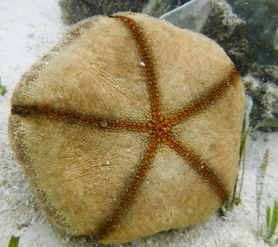 Cushion Starfish