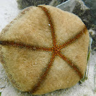 Cushion Starfish