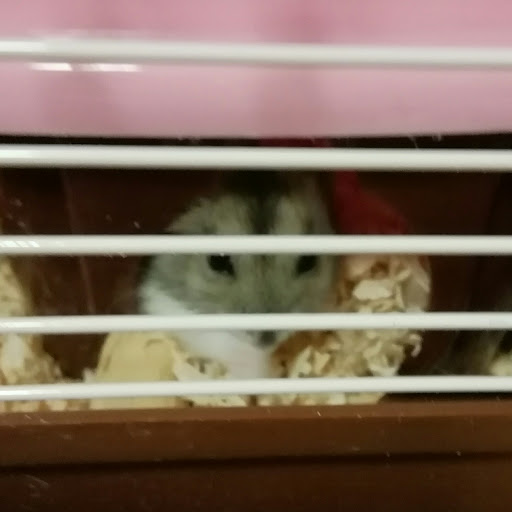 ハムスター🐹