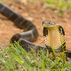 King Cobra