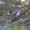 Tufted titmouse