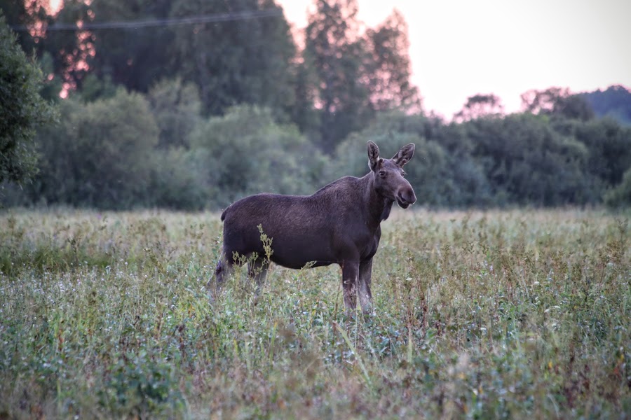 Łoś, jak spotkać łosia