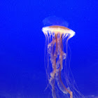 Sea Nettle