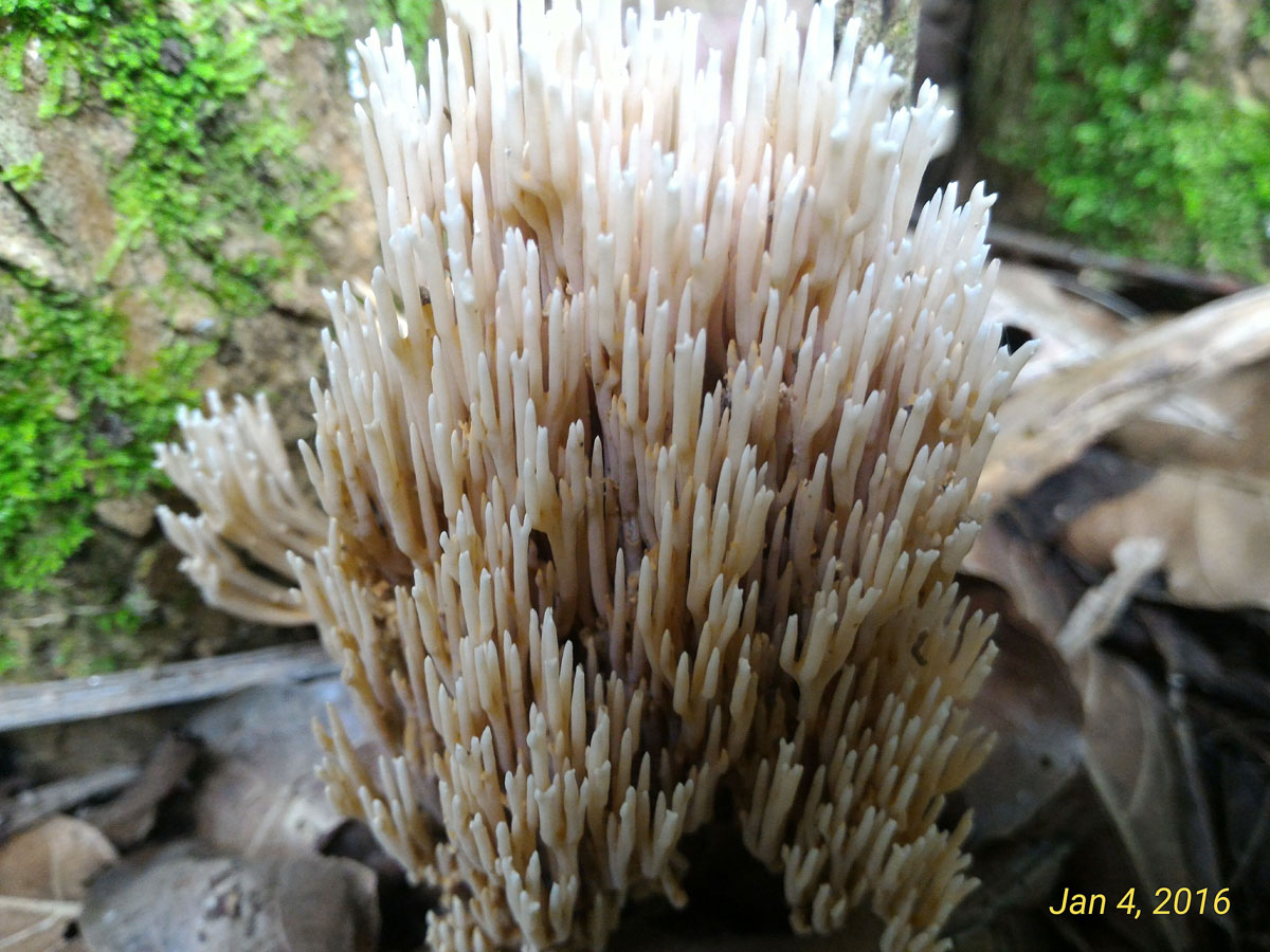 Coral Fungus