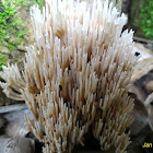 Coral Fungus