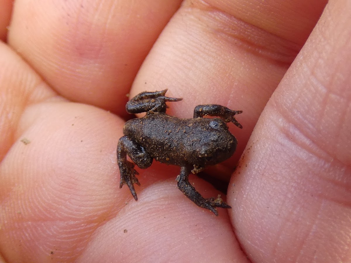 little brown frog