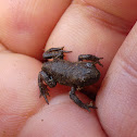 little brown frog