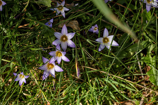 Romulea bulbocodium