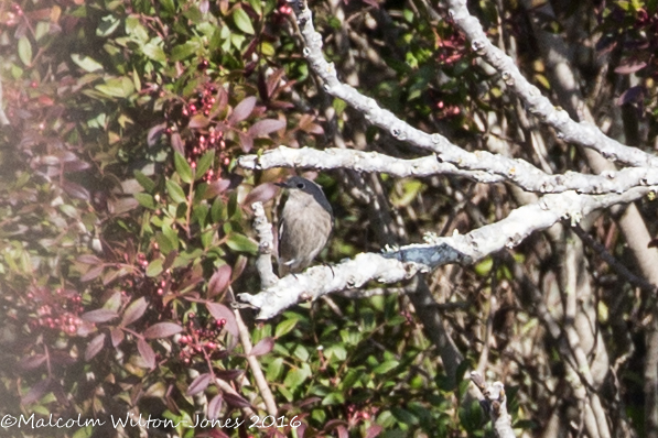 Black Redstart