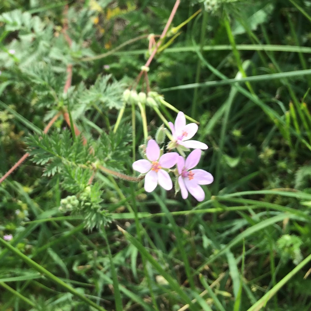 Stork's-Bill