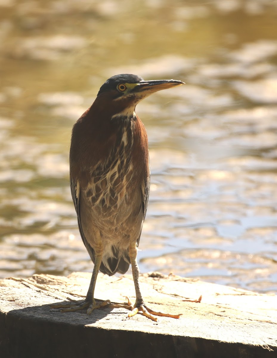 Green Heron