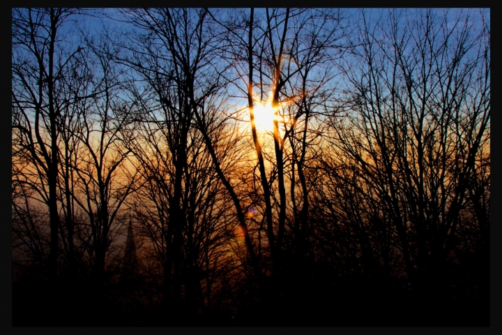 Alberi al tramonto di David Marrone