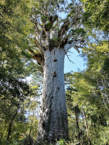 Tane Mahuta Lord of the Forest Northland New Zealand largest kauri tree