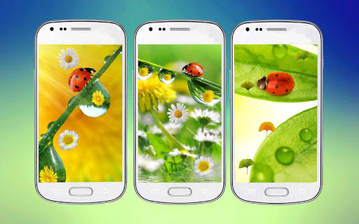 Ladybug 3D Live Wallpaper
