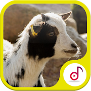 Goat Ringtone  Icon