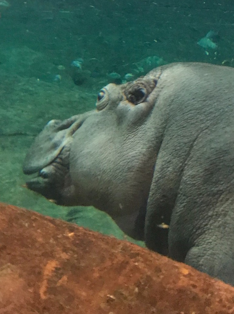 Nile Hippopotamus