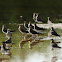 Collared pratincole