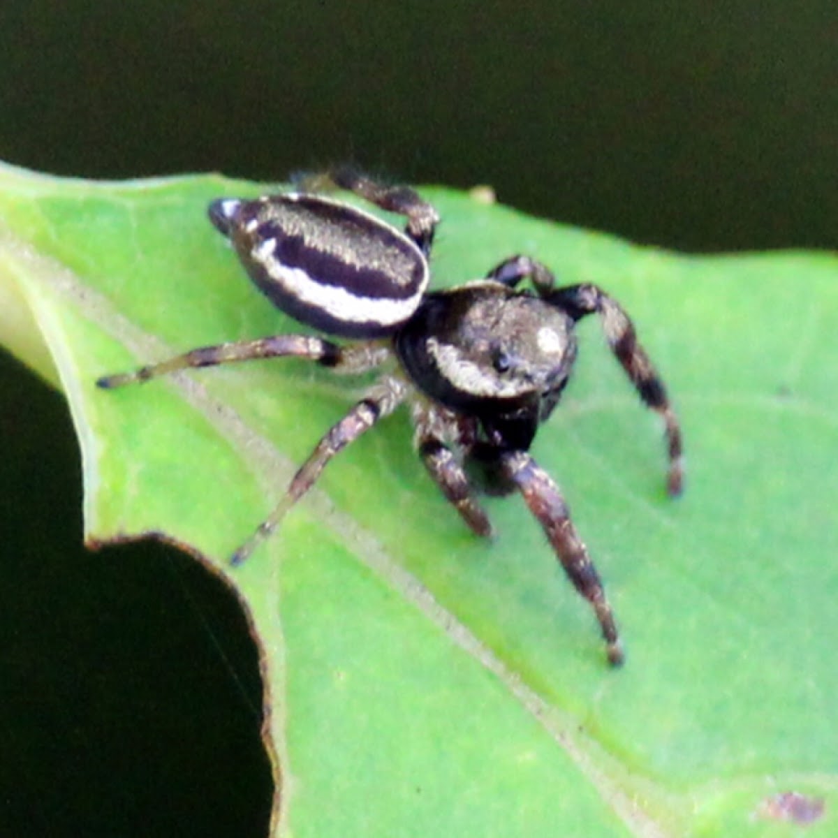 Bronze Jumper (Male)