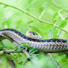 Eastern Garter Snake