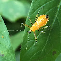 Pselliopus nymph