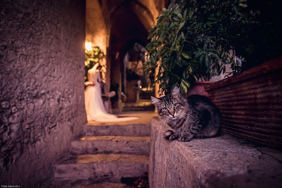 Fotografo di matrimoni Alex Piele (pielealex). Foto del 18 ottobre 2019