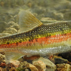 Rosyside Dace